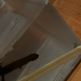 イモリが蜘蛛を捕食の画像