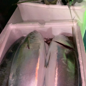 釣れた！　想定外！の画像