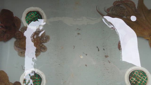 タコちゃん釣りリベンジすの記事動画