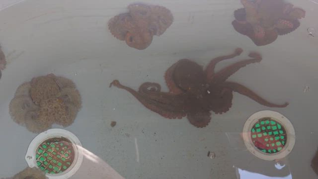 明石でタコ釣りの記事動画