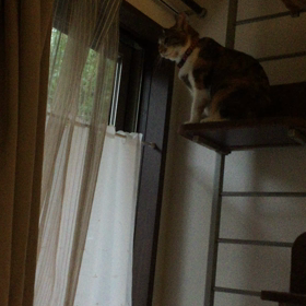 スズメと会話する猫の画像