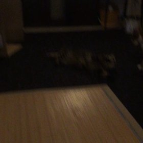 キャットファイトの画像