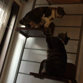 キャットファイトの画像
