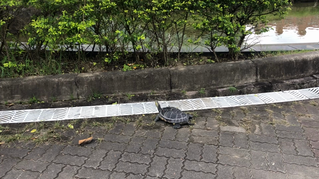 元日に縁起良し！いい年になるかな！の記事動画