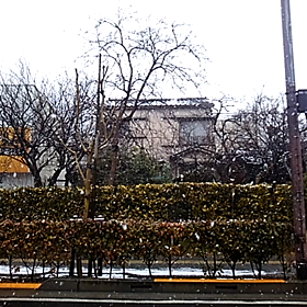 雪が降りましたの画像