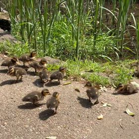 可愛いカルガモ赤ちゃんの画像
