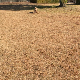 後追いのこむぎの画像