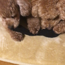 見あってるけど(・_・;)の画像