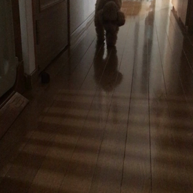 こむぎ 大丈夫ですの画像