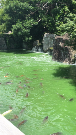可睡ゆりの園  ベビーカーで行けるよの記事動画