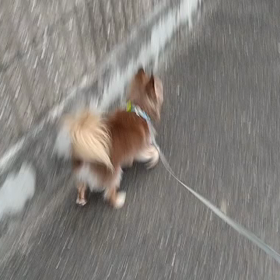 散歩。の画像