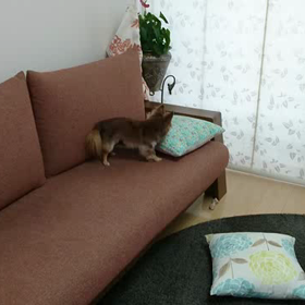 フェイント。の画像