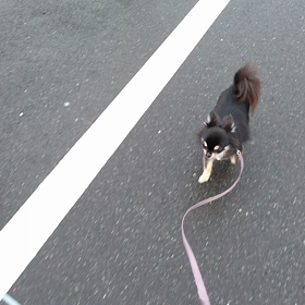 今日は金太郎の頑張りです。の画像