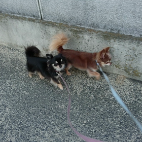 散歩。の画像