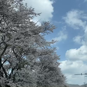 お花見の画像