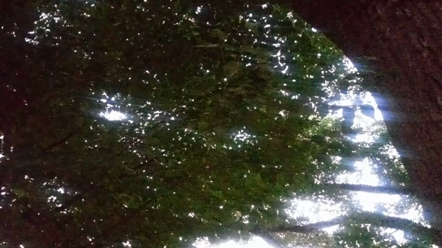 夏のパルティータの記事動画