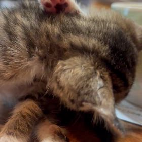 熊と人が出会わないためにのサムネイル画像
