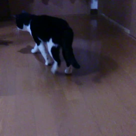 ヘレンケラー猫ヒゲオ君がんばるのサムネイル画像