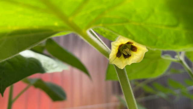 食用ほおずき 鬼灯の花咲いたぜ‼の記事動画