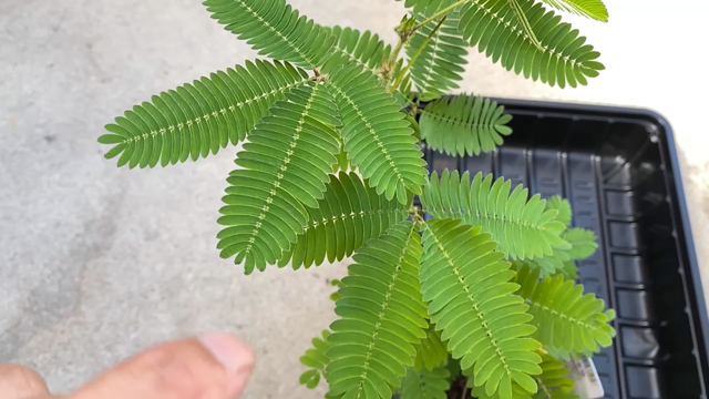 ホムセン で買った おじぎ草の記事動画