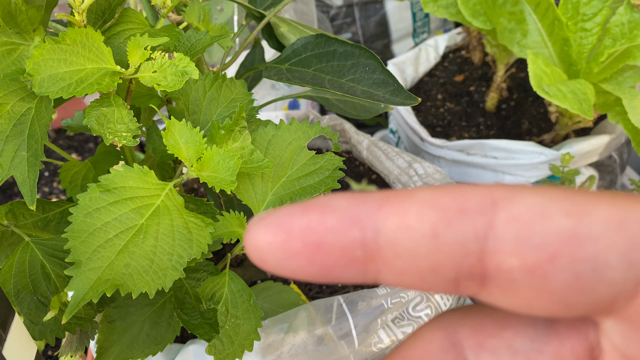 アップルミントと紫蘇に昆虫たちが戯れる...の記事動画