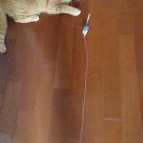 新しいオモチャに大興奮なのの画像