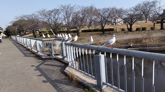カモメウォッチング。日々の何気ない日常。の記事動画