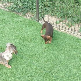 カマキリにビビる犬どもの画像