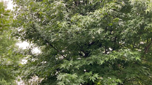 【番外編】#毎年の夏に思うことの記事動画