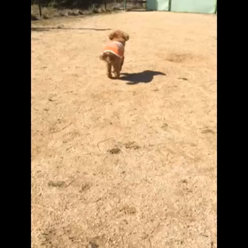 CANIS・AREA  カニスアレア 後編の画像