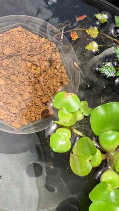 ありがたやー水草メダカ頂きました(^^)の記事動画