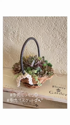飾って可愛い♡観葉植物の記事動画