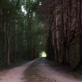蛍の画像
