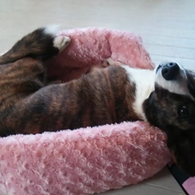 昼寝の画像