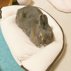 うとうと。の画像