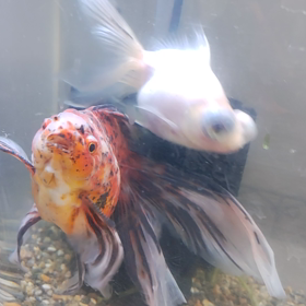 金魚！の画像