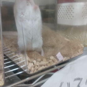 パールくんの画像