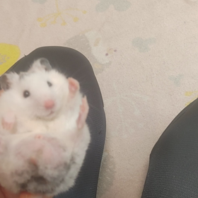 ３連発の画像
