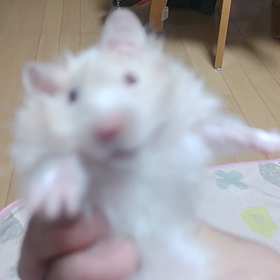 ケムナの画像