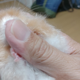 一発芸の画像