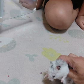 抵抗ゼロハムスターの画像