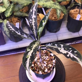 ニアス産のチョ〜細葉の画像