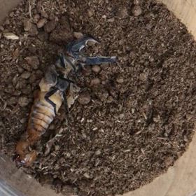 ちらっと動画・・・メタリフェルホソアカクワガタとオオクワガタの画像