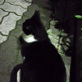 めんこちゃん♪の画像