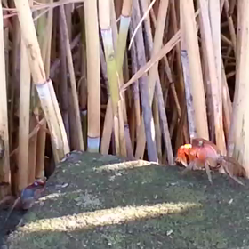 カニ♪みっけ(  ^ ^)r゛゛の画像