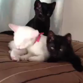 Meow♪の画像