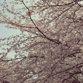 2018　桜の画像