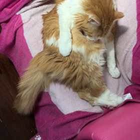 ルルの日常の画像