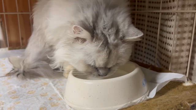 ペルシャ（チンチラ）ちゃんをご検討される方への記事動画