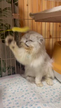 ペルシャ（チンチラ）ちゃんをご検討される方への記事動画
